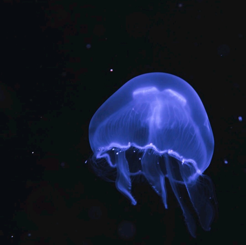 Meet your Posher, Caprice